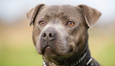 Staffordshire Bull Terrier
