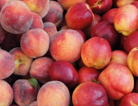 Pêches et Nectarines