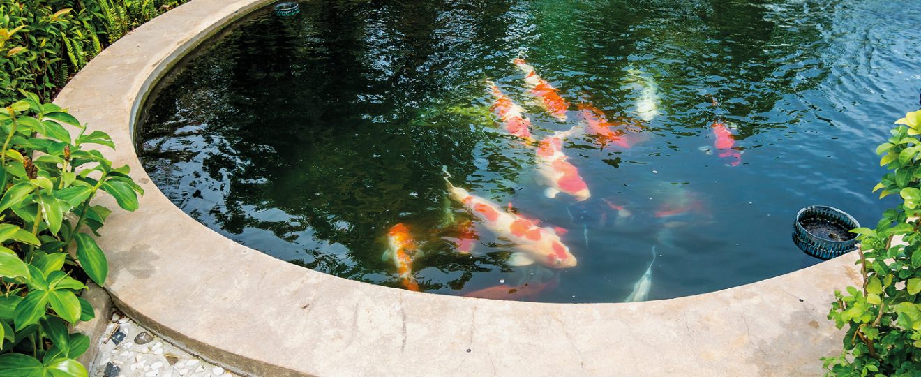 Un bassin de poissons dans son jardin