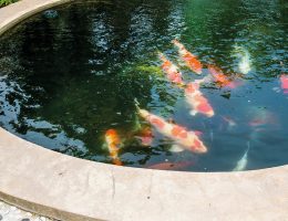 Un bassin de poissons dans son jardin