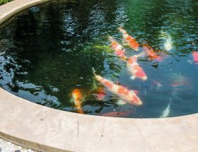 Un bassin de poissons dans son jardin