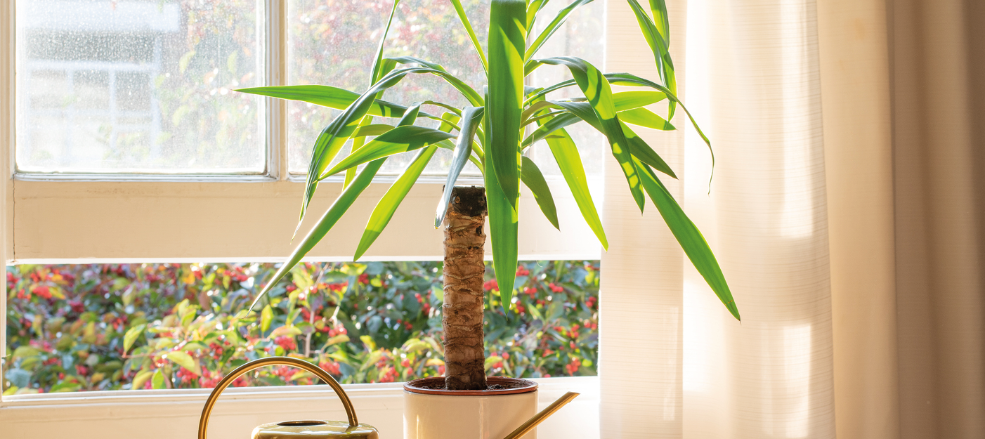 Yucca d'intérieur