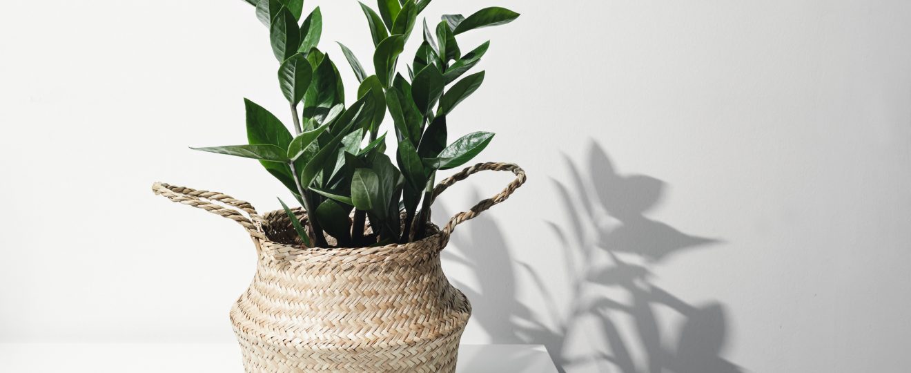 Plante verte d'intérieur Zamioculcas