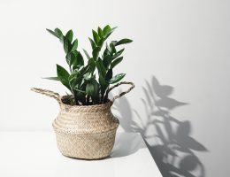 Plante verte d'intérieur Zamioculcas