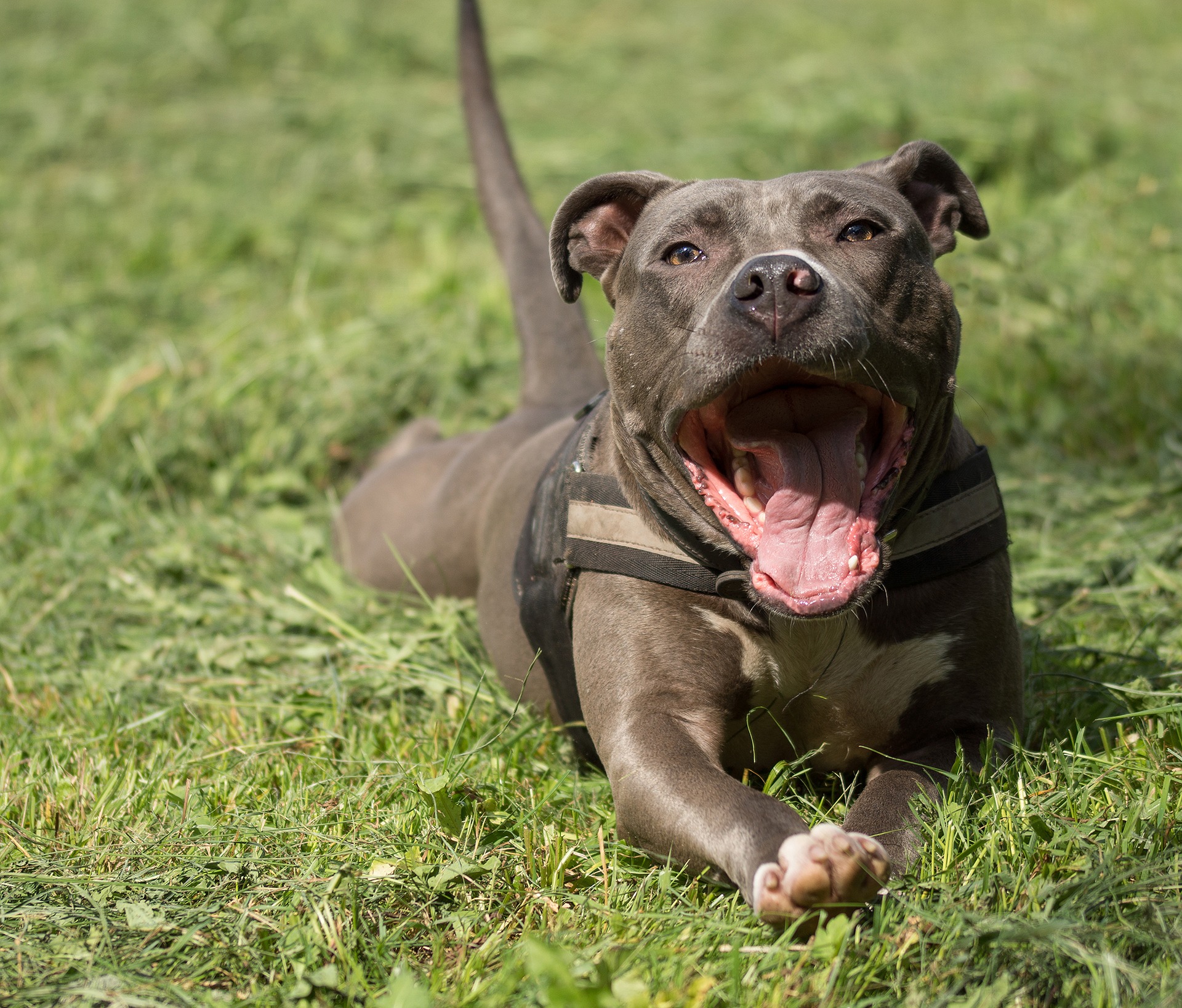 L AMERICAN STAFFORDSHIRE TERRIER