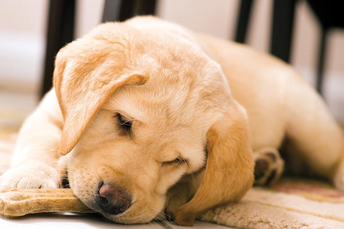 chien_os