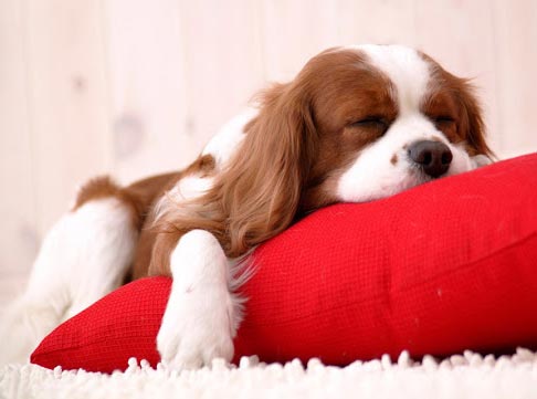 christmas-dog-wallpaper-11