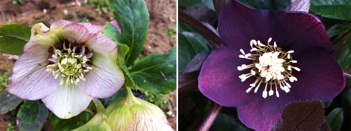 Helleborus Orientalis