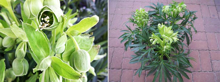 Helleborus Foetidus 