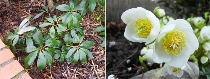 Helleborus Niger