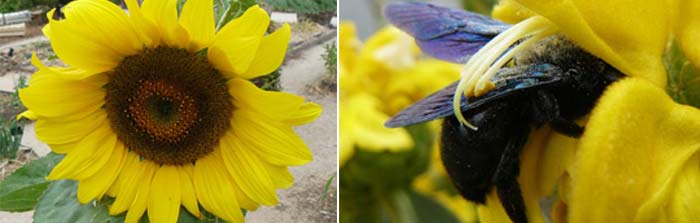 Attirer les animaux utiles au jardin