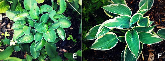 Les hostas Hosta x 'blue mousse ears' et hosta x 'el nino'