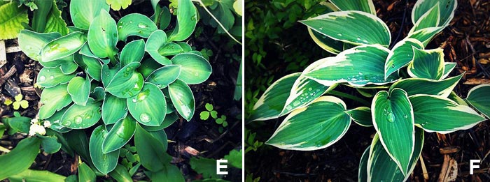 Hosta x 'blue mousse ears' et hosta x 'el nino'