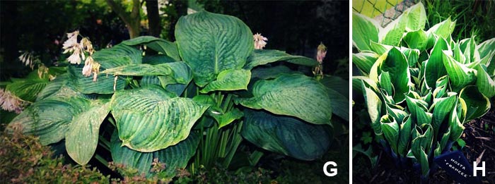 Les hostas Hosta x 'empress wu' et hosta x 'francee'