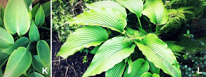 Hosta x 'halcyon' et hosta x 'jade cascade'