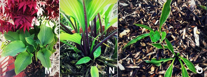 Hosta x 'krossa regal' + hosta x 'red october' + hosta x 'stiletto'