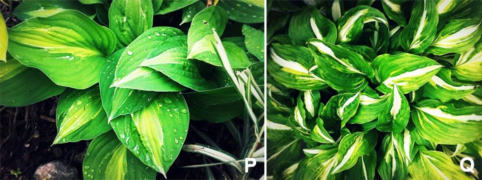 Les hostas Hosta x 'strip tease' + hosta x 'undula mediovaregata' + hosta x 'wogon gold'