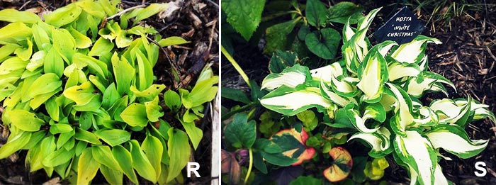 Les hostas hosta x 'wogon gold' + hosta x 'white christmas'