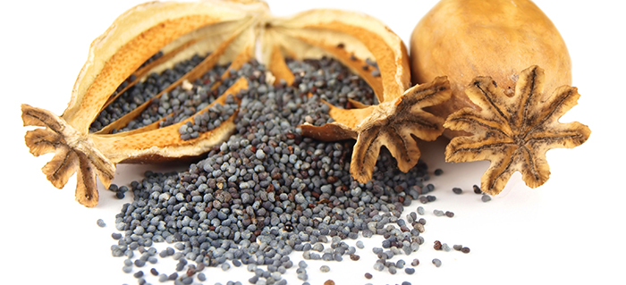 Poppy seeds and heads isolated on white