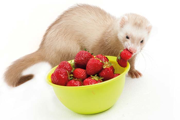 Le furet_fraises