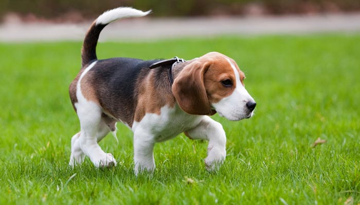Le Beagle 2