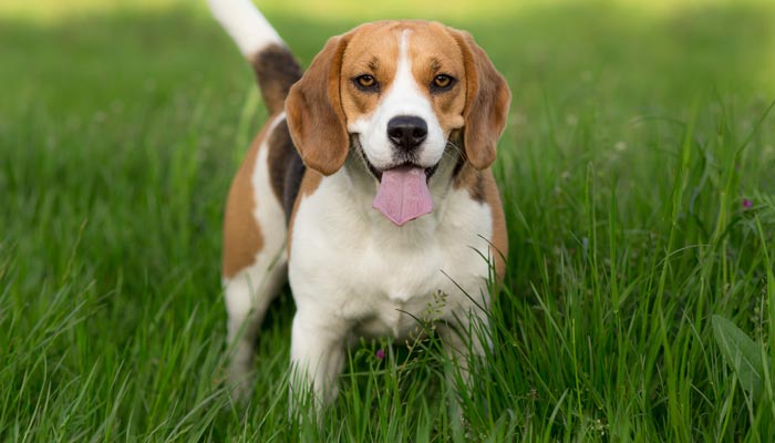 Le Beagle 3