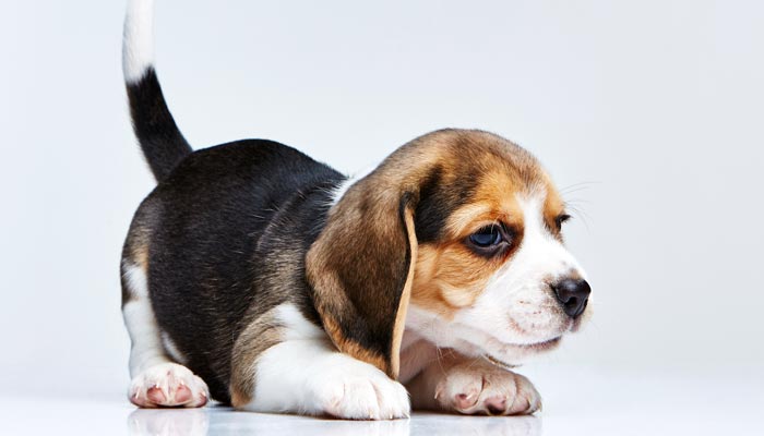 Le Beagle 6
