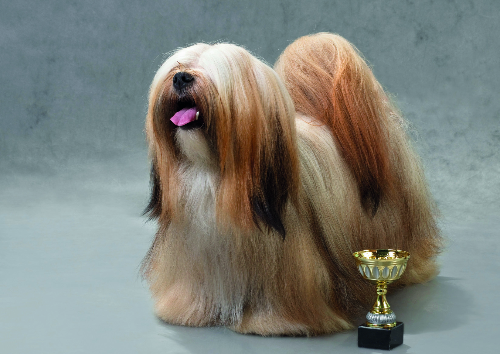 Lhasa Apso dog, standing on a gray background. Not isolated.