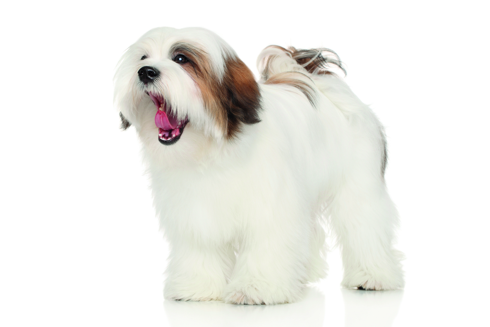 Lhasa Apso dog yawns. Portrait on white background