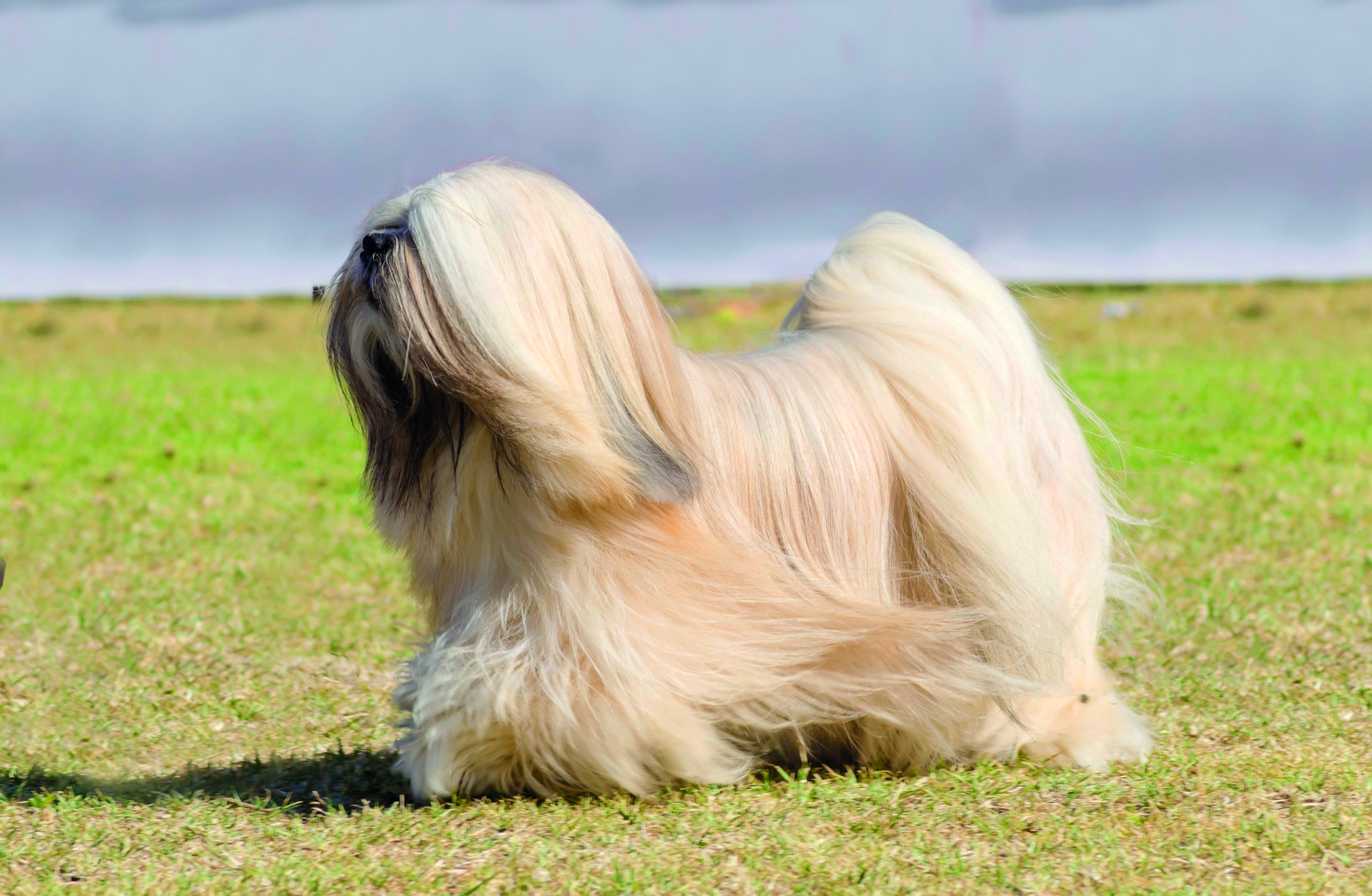 A small young light tan, fawn, beige, gray and white Lhasa Apso dog with a long silky coat running on the grass. The long haired, bearded Lasa dog has heavy straight long coat and is a companion dog.