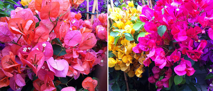 Bougainvillier (Bougainvillea)