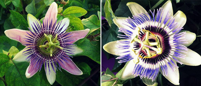 Passiflora Caerulea