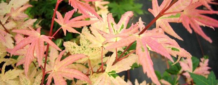 acer-palmatum_7