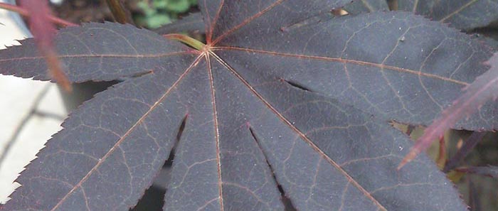 acer-palmatum_2