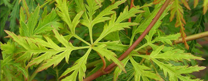 acer-palmatum_6