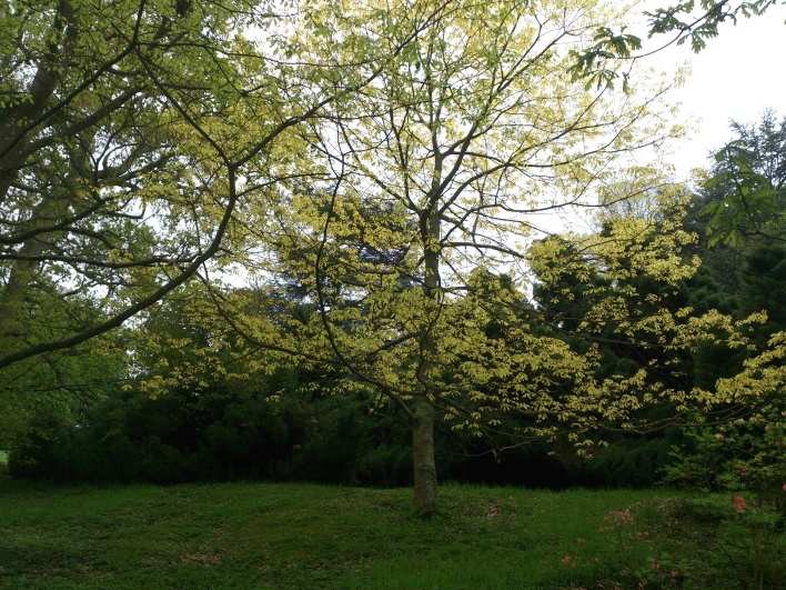 Bois de moutier