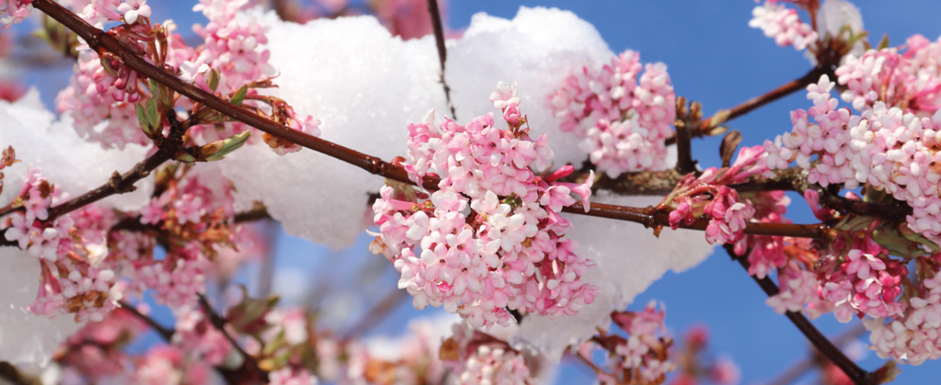 les dix plus beaux arbres et arbustes fleuris du mois de décembre