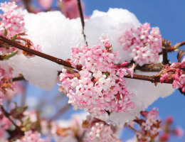 les dix plus beaux arbres et arbustes fleuris du mois de décembre