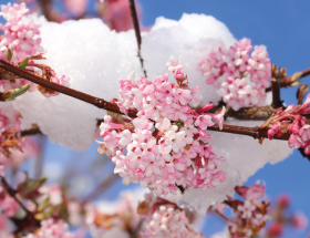 les dix plus beaux arbres et arbustes fleuris du mois de décembre