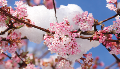 les dix plus beaux arbres et arbustes fleuris du mois de décembre