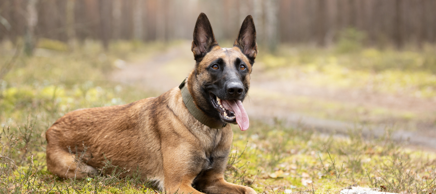MALINOIS