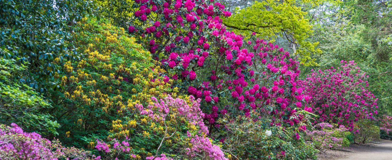 arbres et arbustes fleuris du mois de Mai