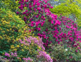 arbres et arbustes fleuris du mois de Mai