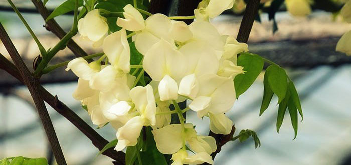 wisteria-floribunda-shiro-capitan-fugi