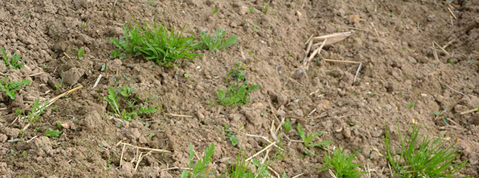 Réaliser un faux semis en vue d'une jachère fleurie