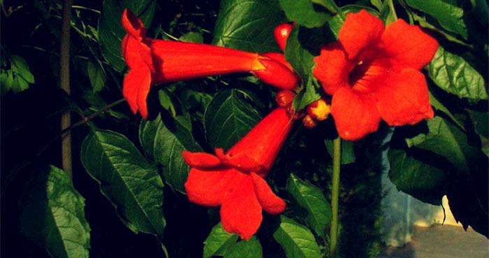 Campsis-radiacans-'Atropurpurea'