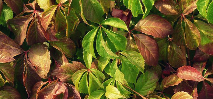 Parthenocissus-quinquefolia