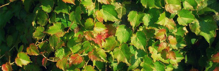 Parthenocissus-tricuspidata-'Minutifolia'