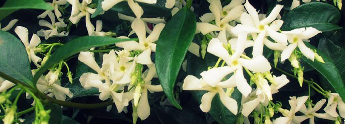 Trachelospernum-jasminoides