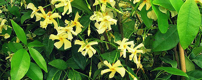 Trachelospernum-jasminoides-'asiaticum'